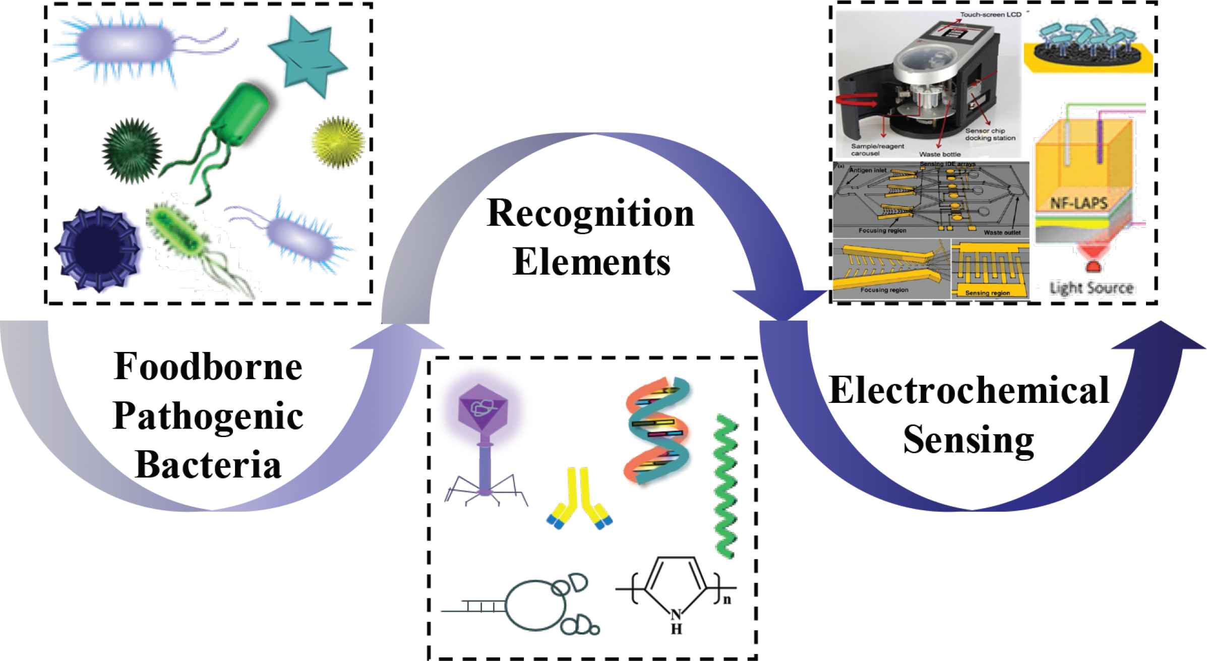 Perspectives For Recognition And Rapid Detection Of Foodborne ...